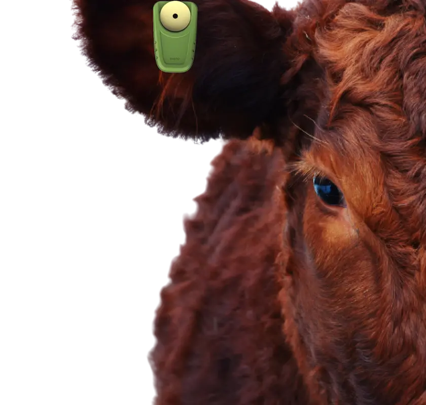 Vaca con collar