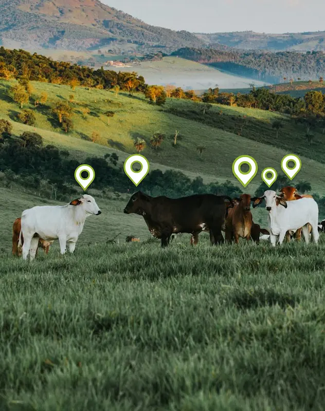 vaca-geoposicion